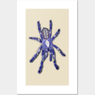 Gooty Sapphire Poecilotheria metallica Tarantula Spider Posters and Art